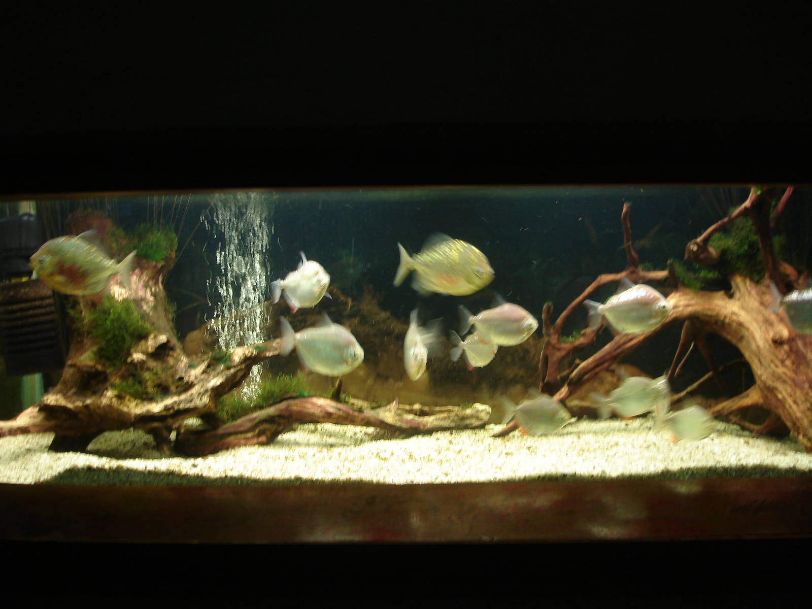 Metynnis hypsauchen and Myleus Rubripinnis