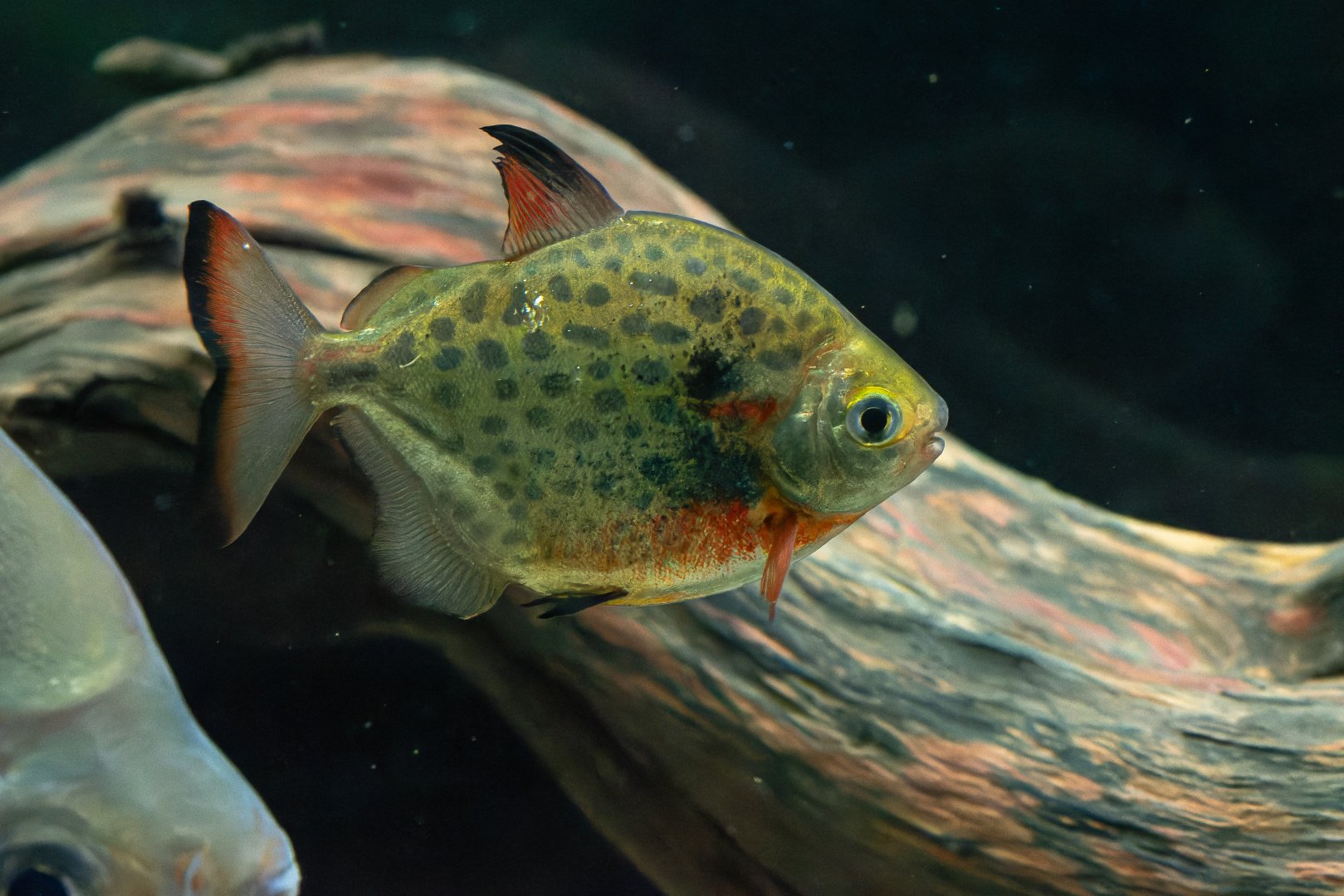 Metynnis maculatus?  - Zoo Lodz