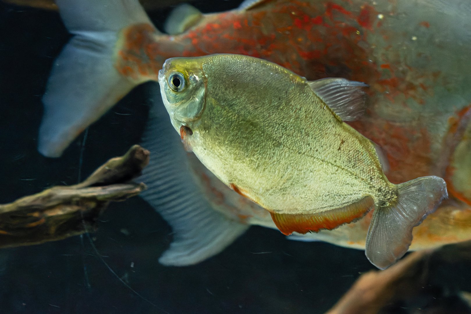 Metynnis maculatus? - Zoo Lodz?