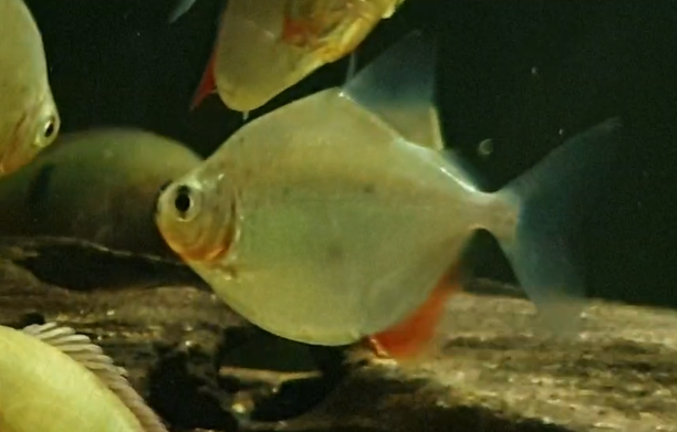 Metynnis species aff. maculatus "Peru"