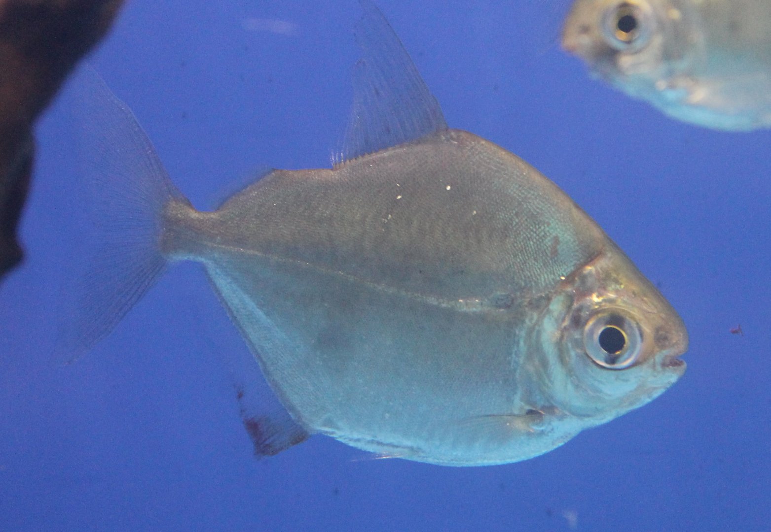 Metynus schreitmuelleri