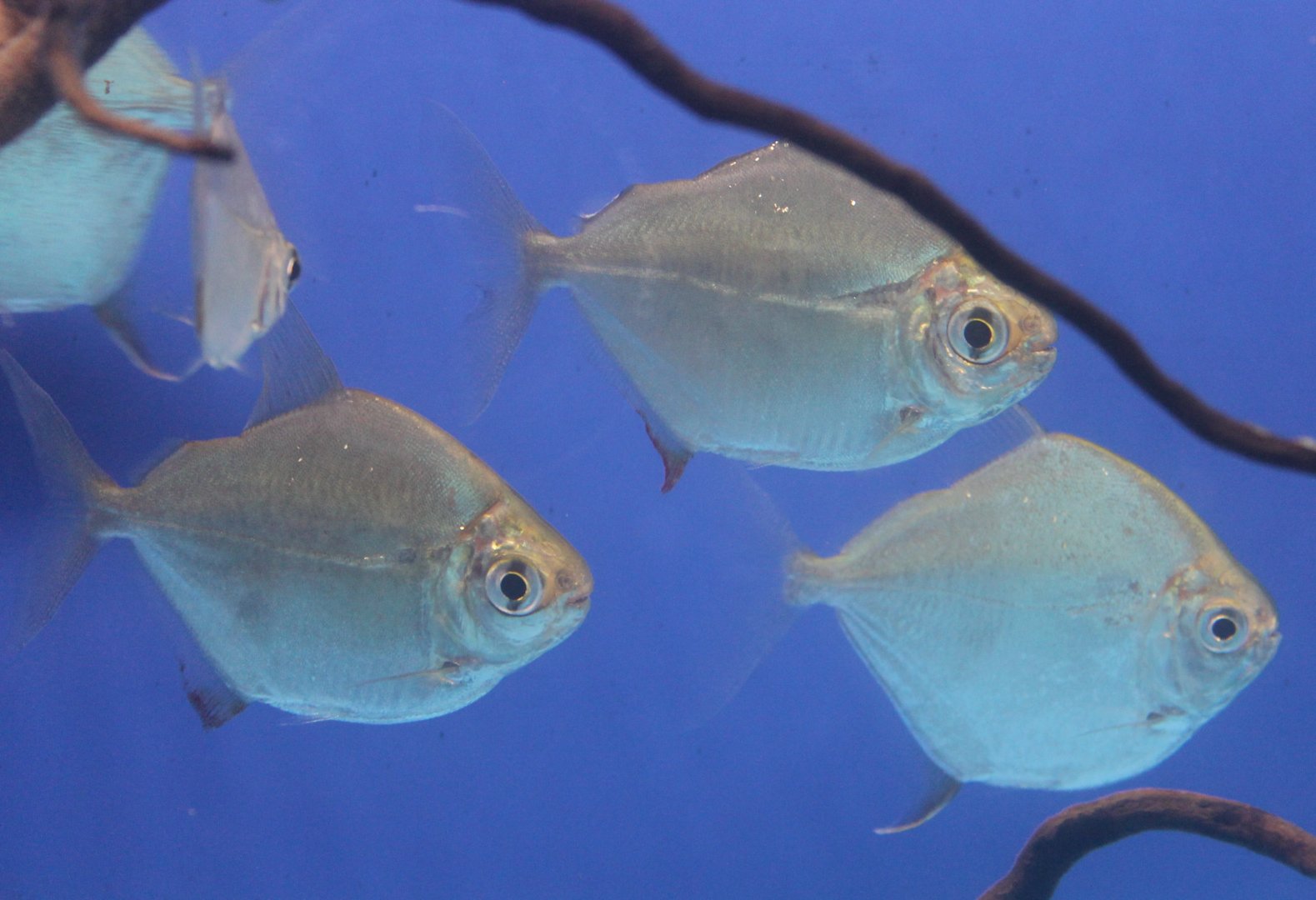 Metynus schreitmuelleri