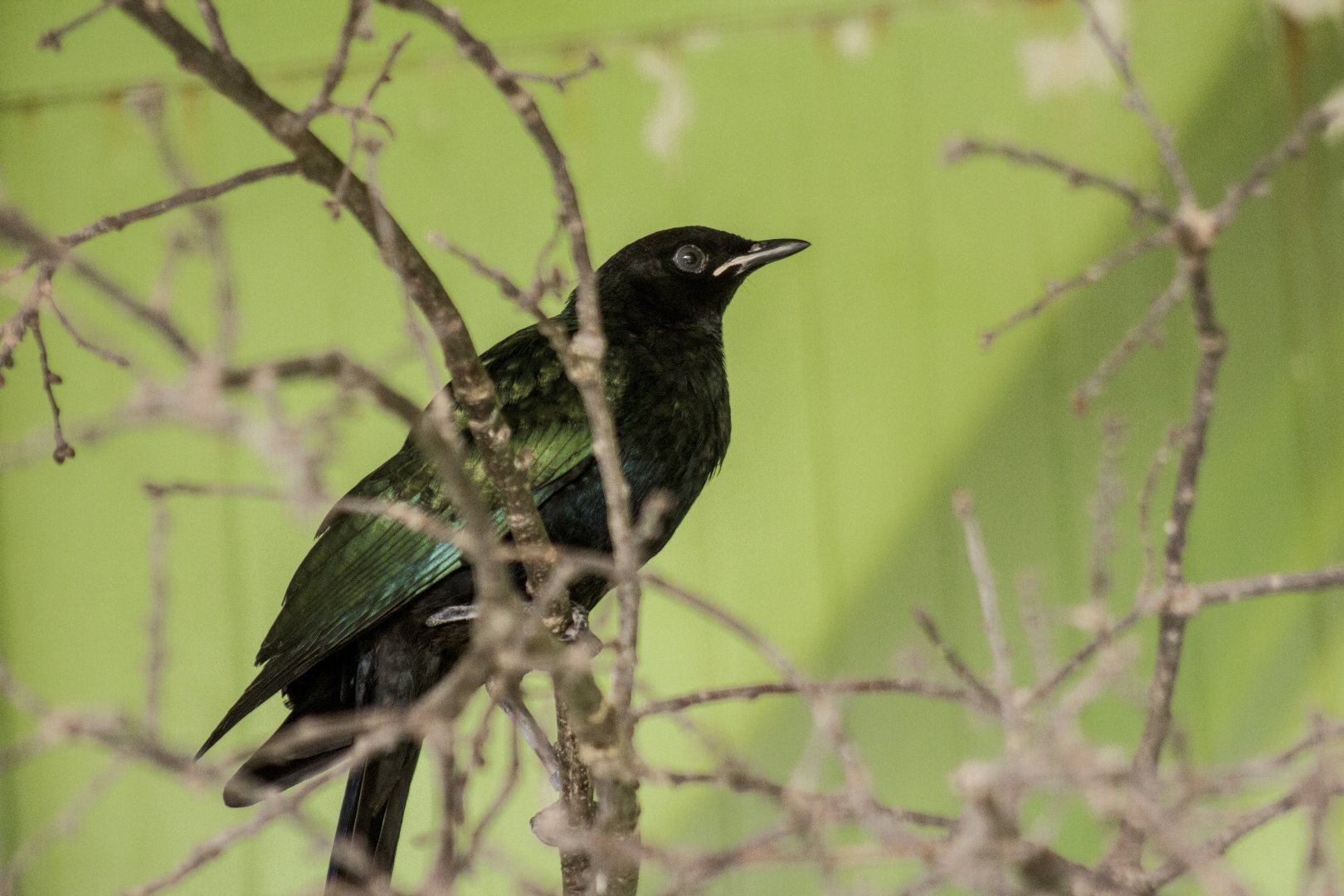 Meves' long-tailed glossy starling, Lamprotornis mevesii