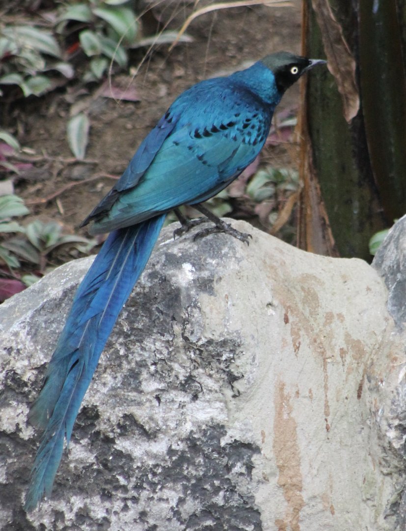 Meves's glossy starling