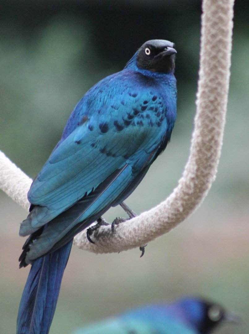 Meves's glossy starling
