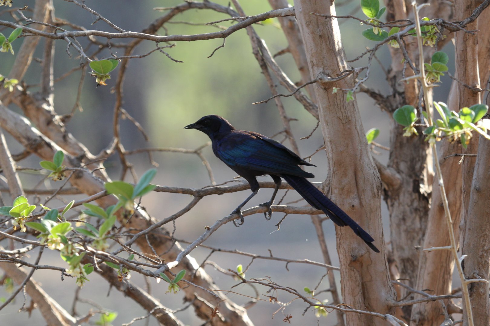 Meves's Starling (Lamprotornis mevesii) ID?