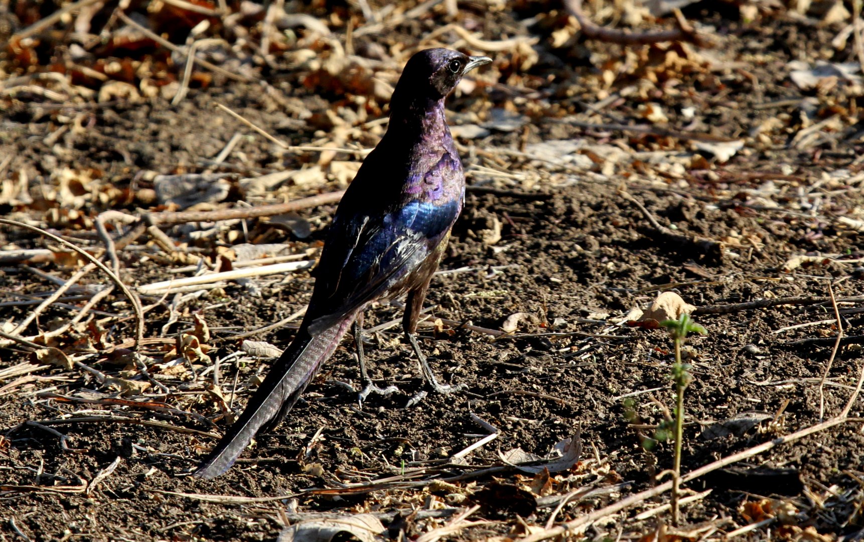 Meves's Starling (Lamprotornis mevesii) ID?