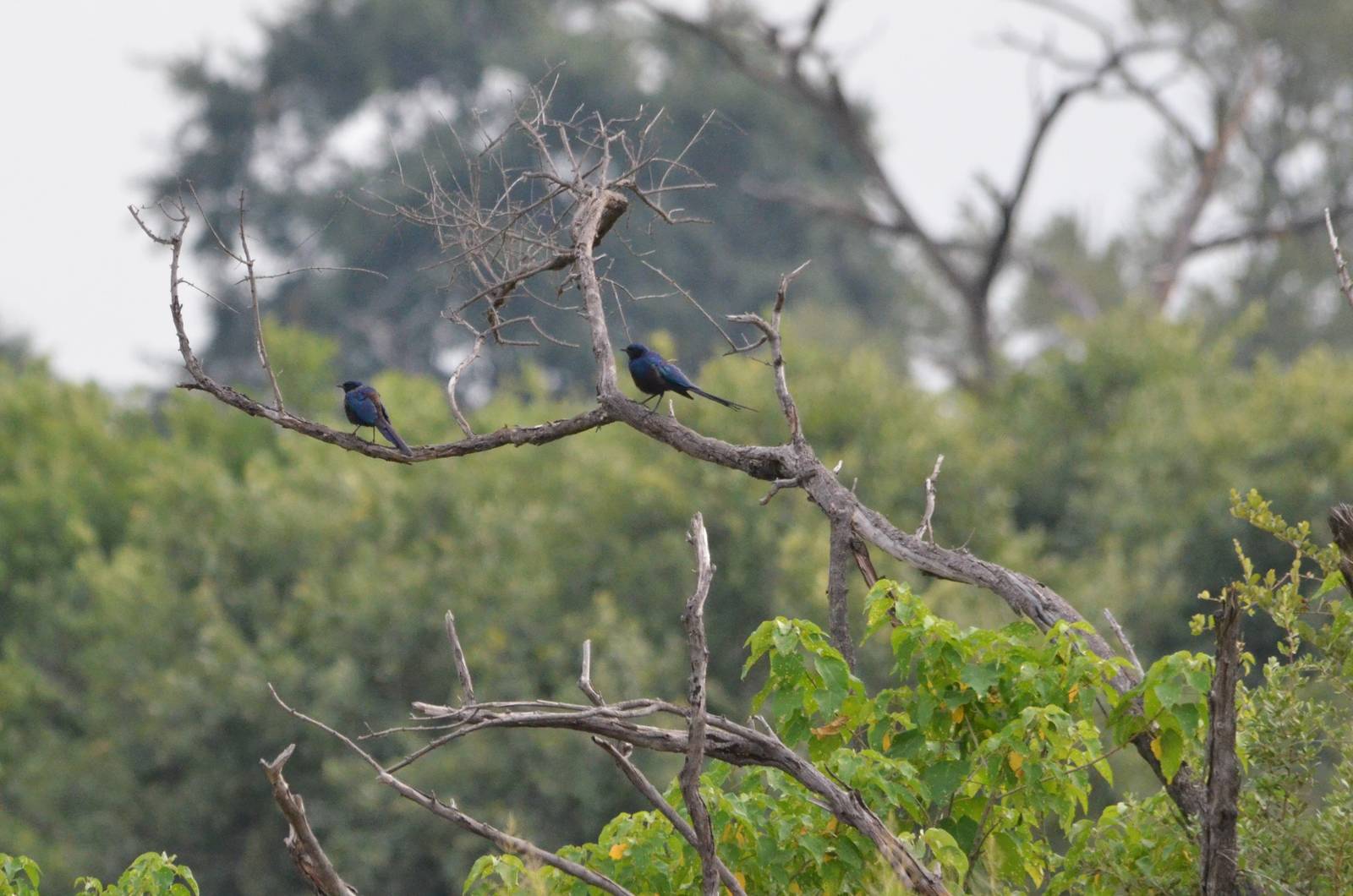 Meves's Starlings, Khwai Community Area, Botswana, 24/04/16