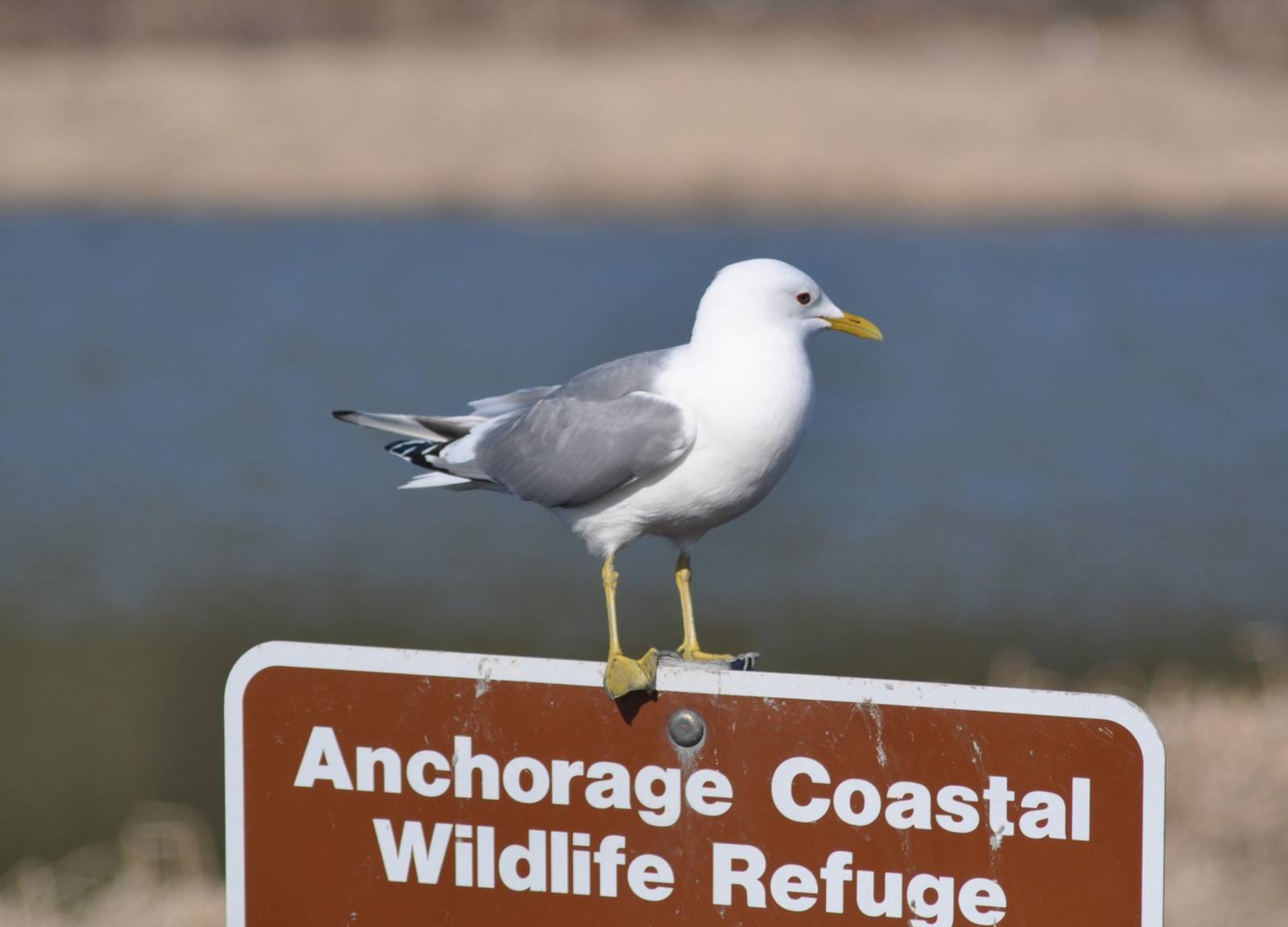Mew Gull - Alaska (Potter Marsh)