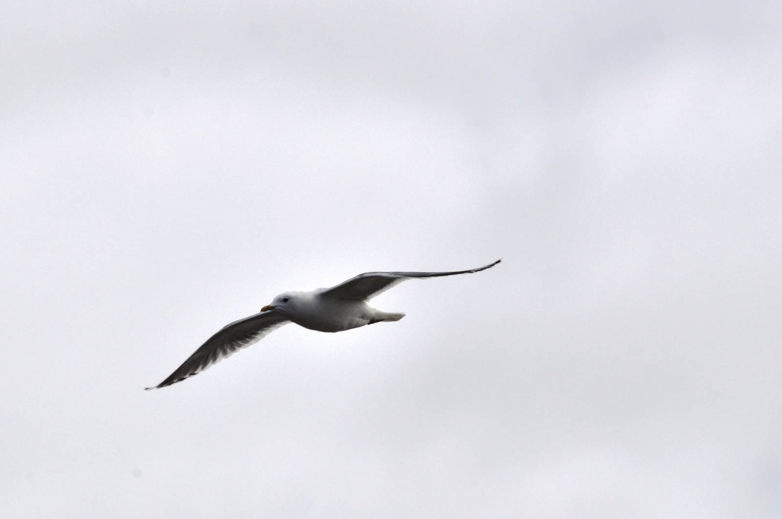 Mew Gull - Alaska (Potter Marsh)