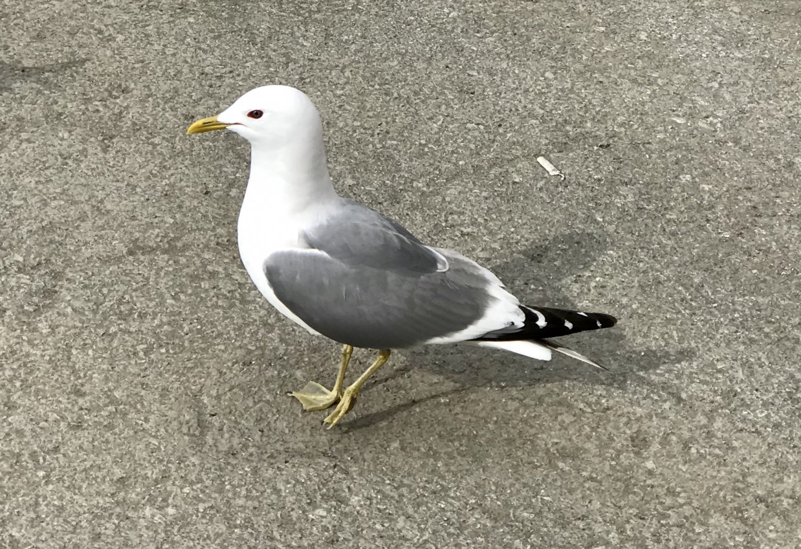 Mew Gull - Alaska