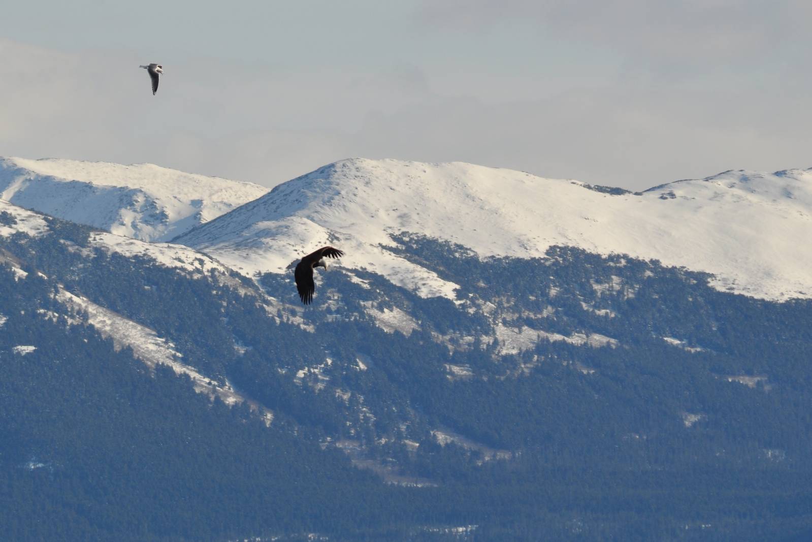 Mew Gull harassing Bald Eagle - Alaska (Potter Marsh)