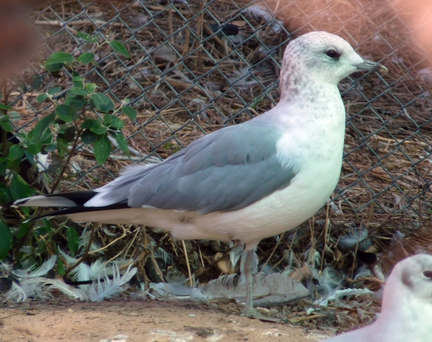 Mew gull (Larus canus)