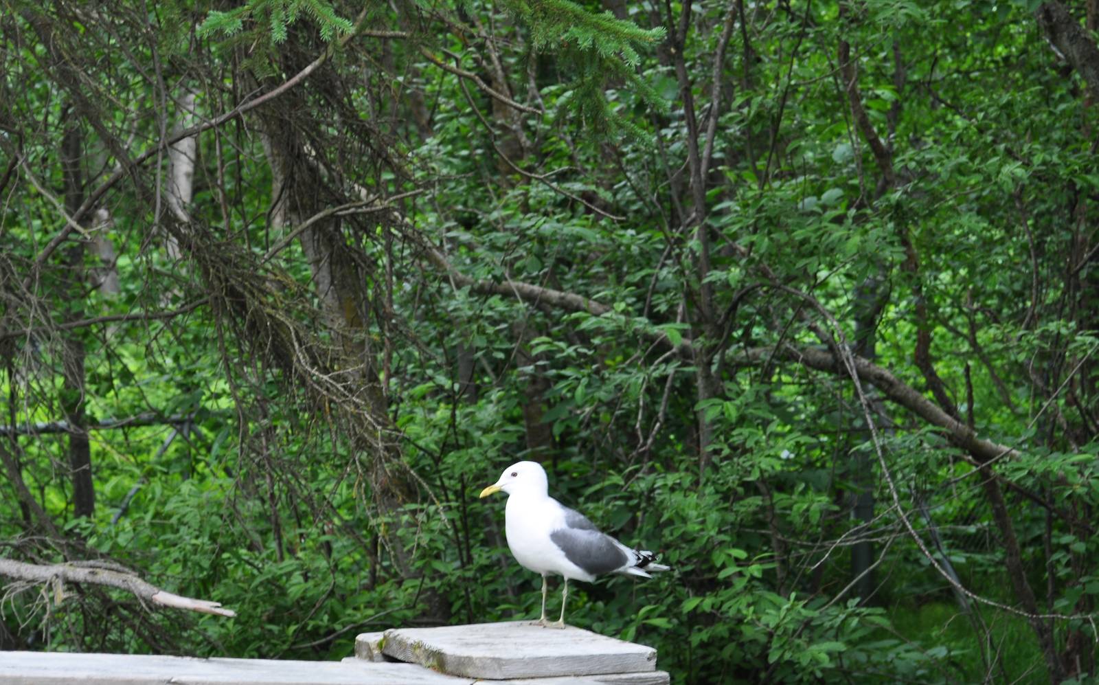 Mew Gull (wild) near the Brown Bear Exhibit