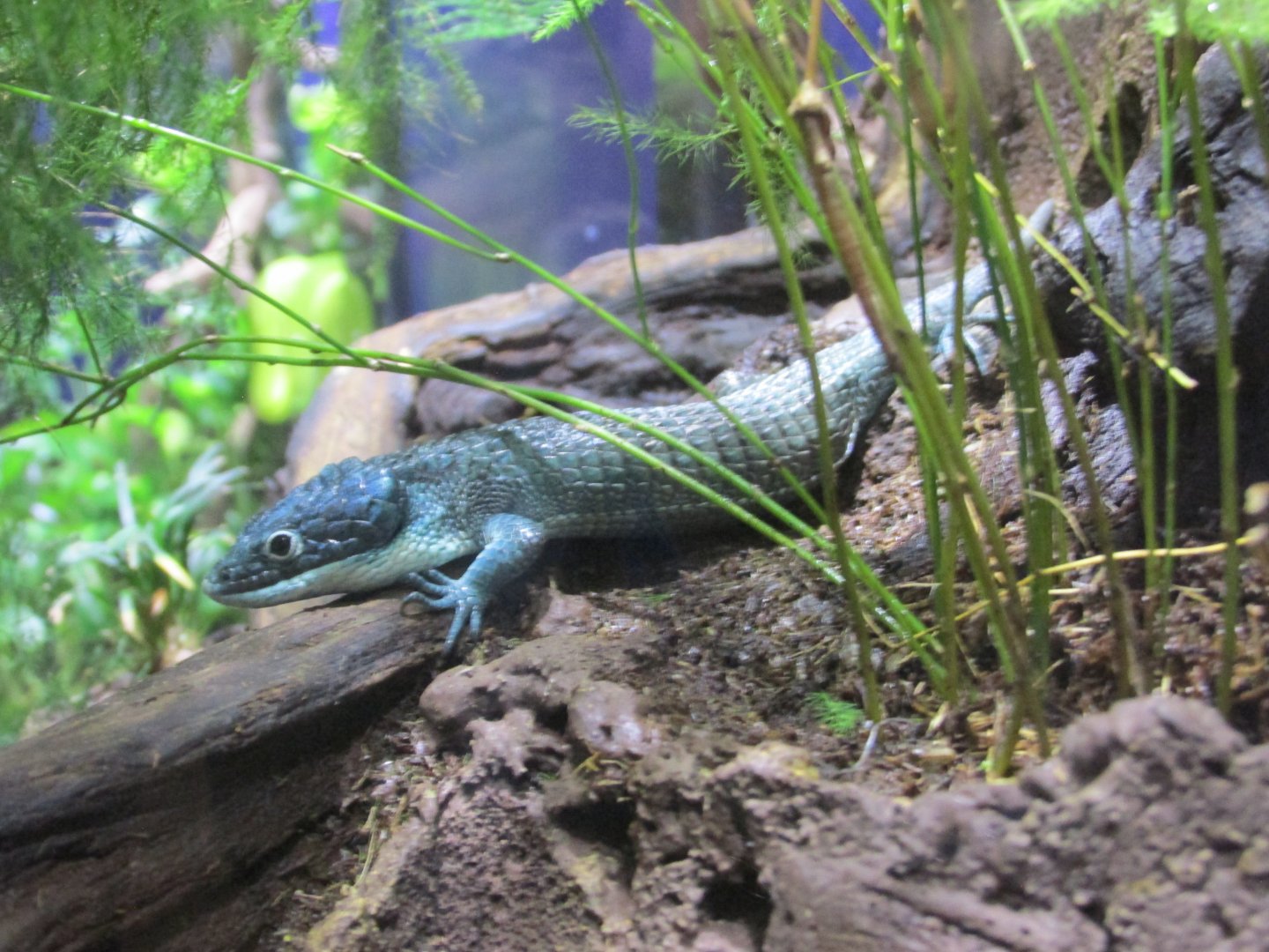 mexican aboreal alligator lizard
