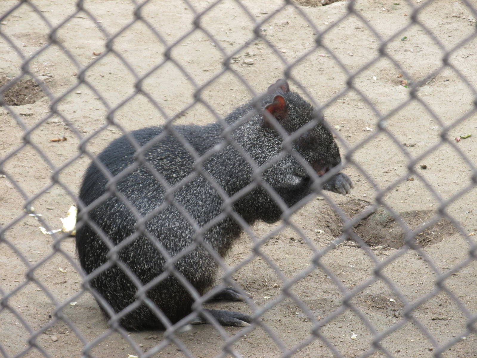 mexican agouti guadalajara zoo