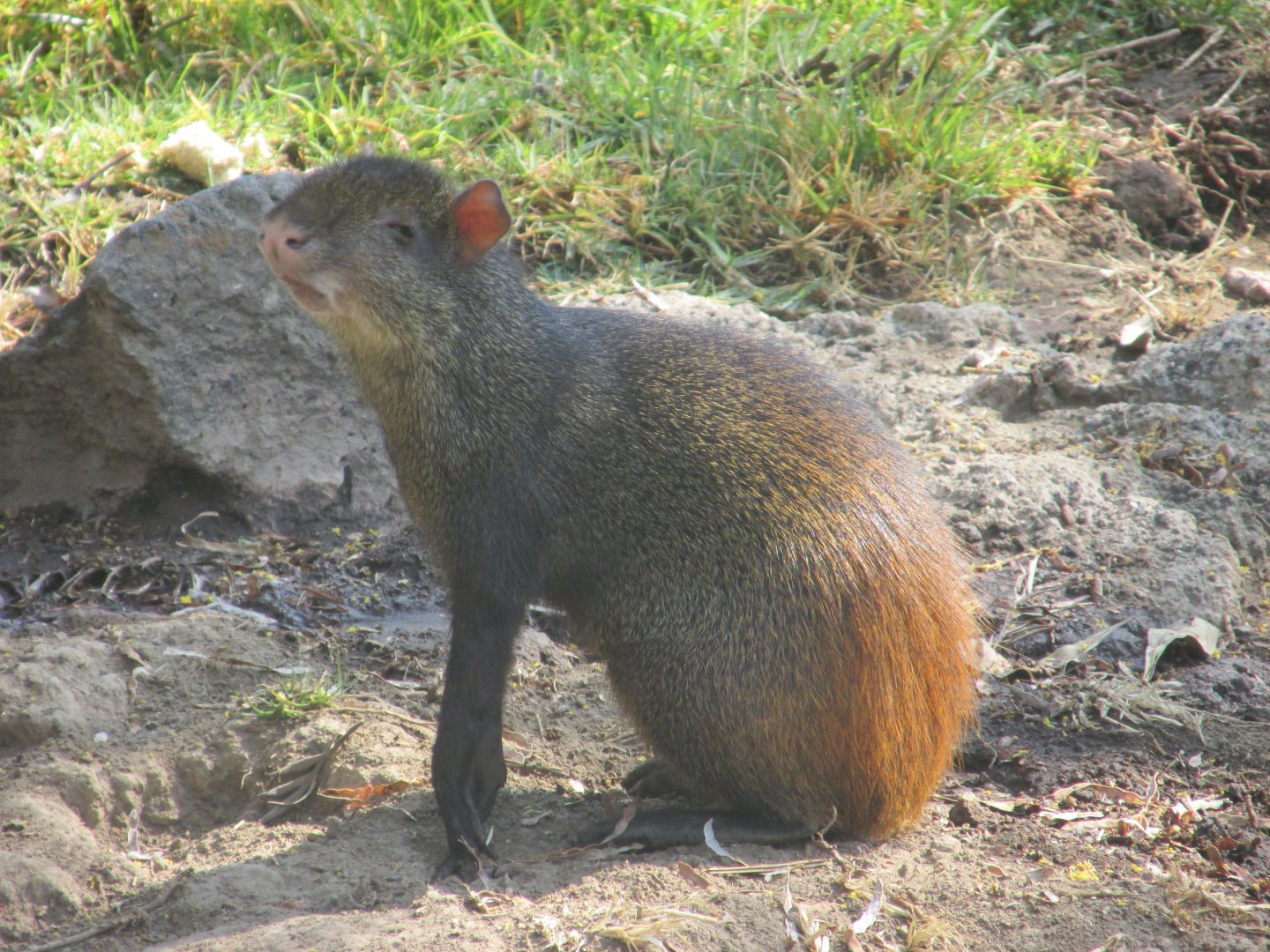mexican agouti