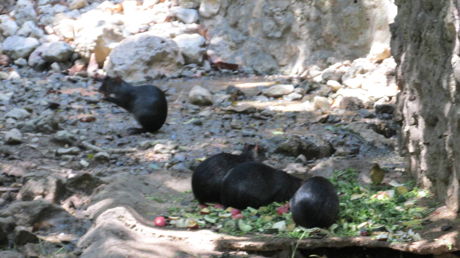 mexican agoutis zoomat
