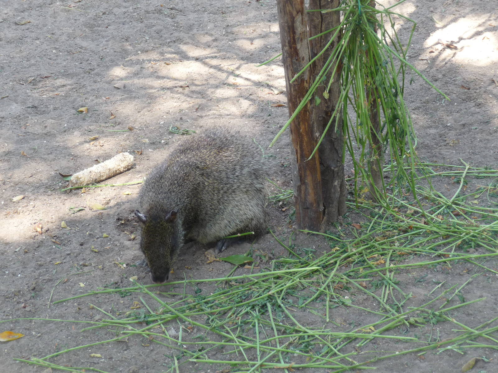 mexican aguti africam safari