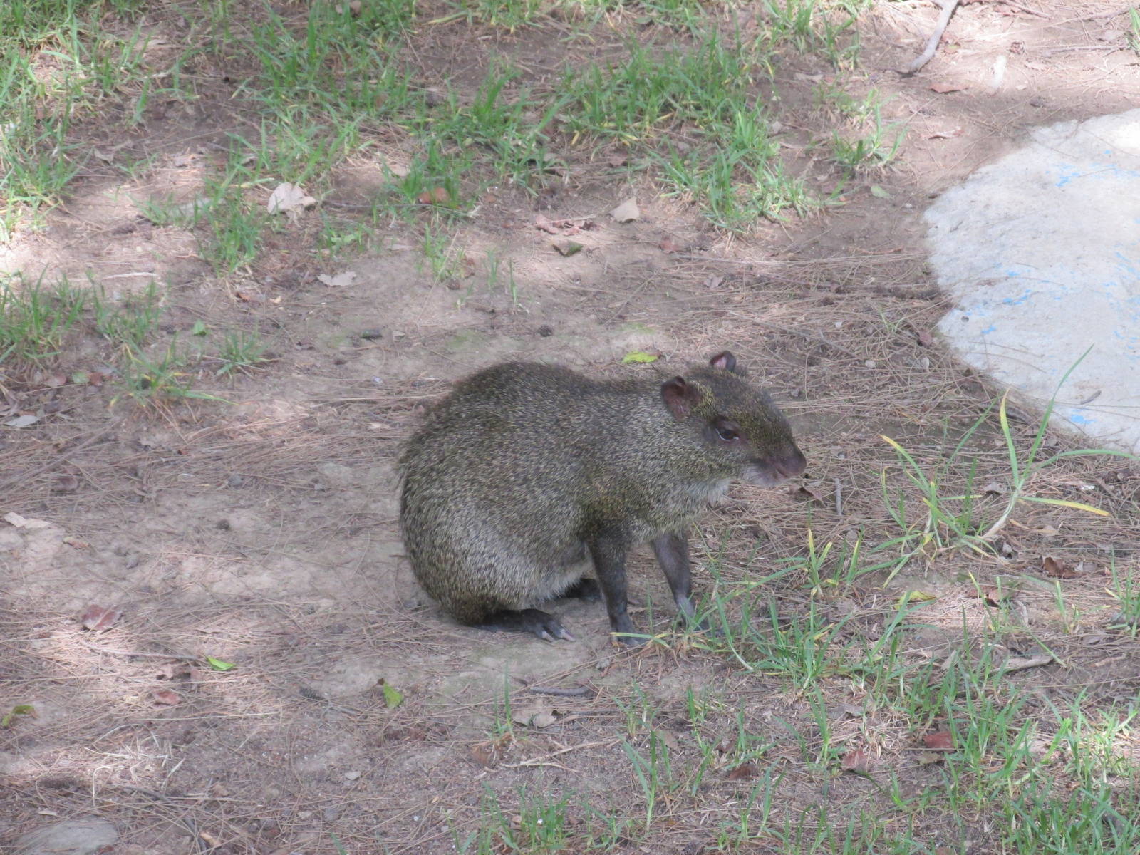 mexican aguti zoologico del altiplano