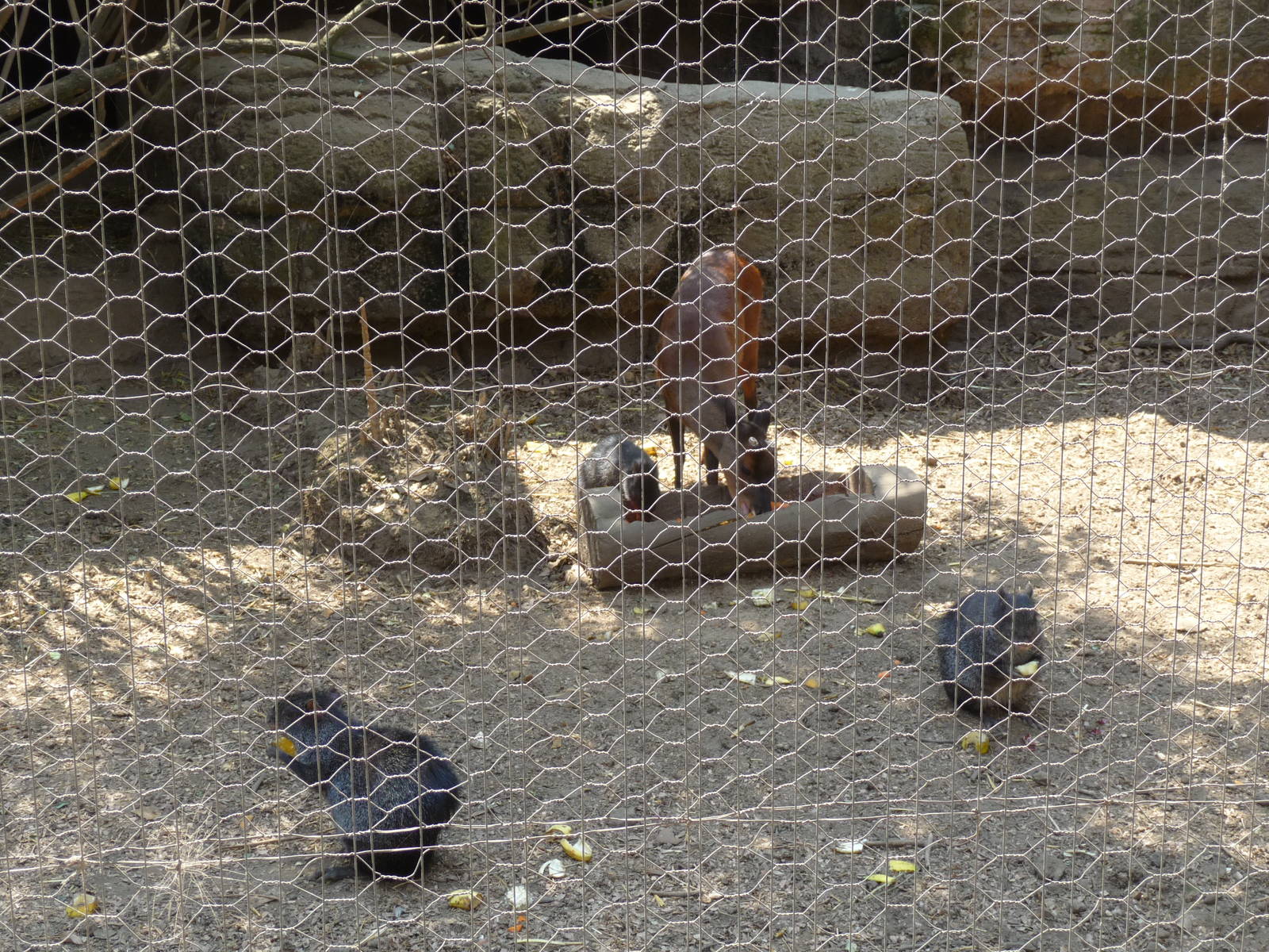 mexican agutis and mexican red brocket deer chapultepec zoo