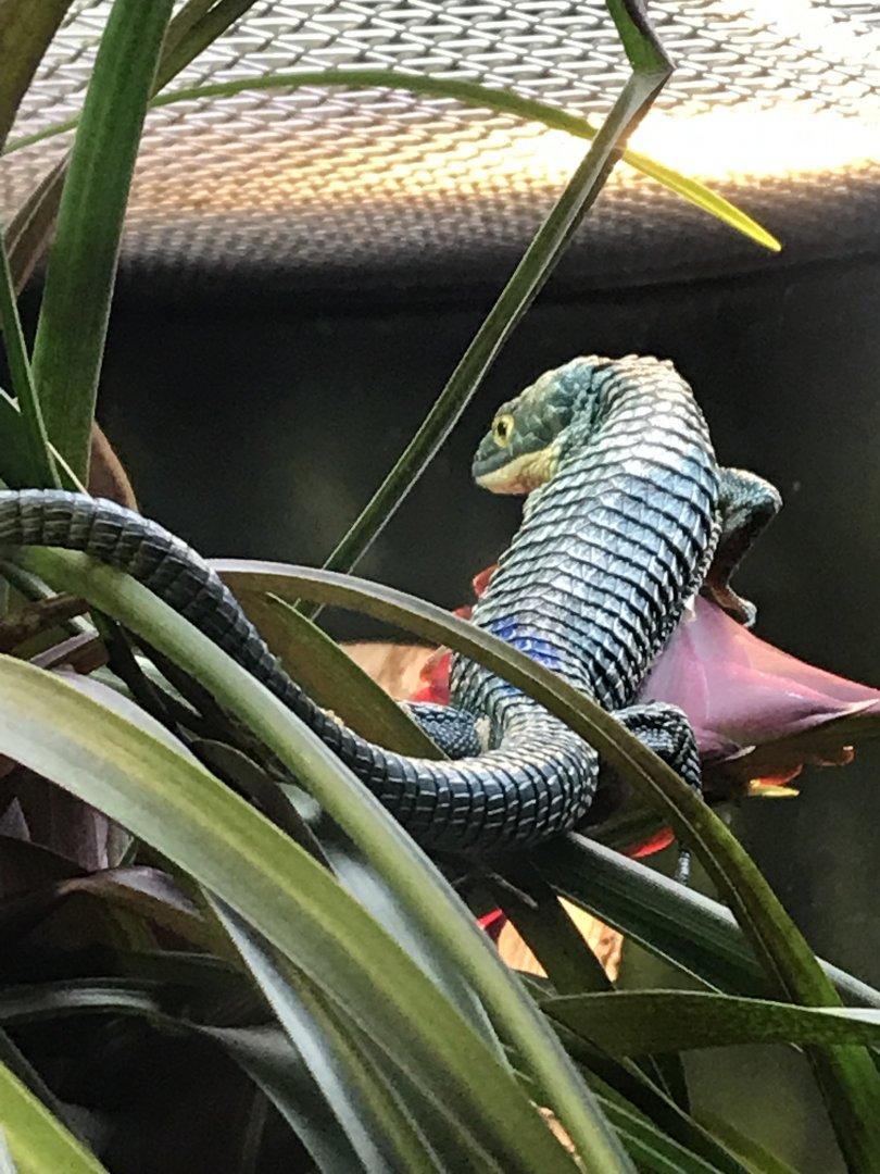 Mexican Alligator Lizard (Abronia graminea)