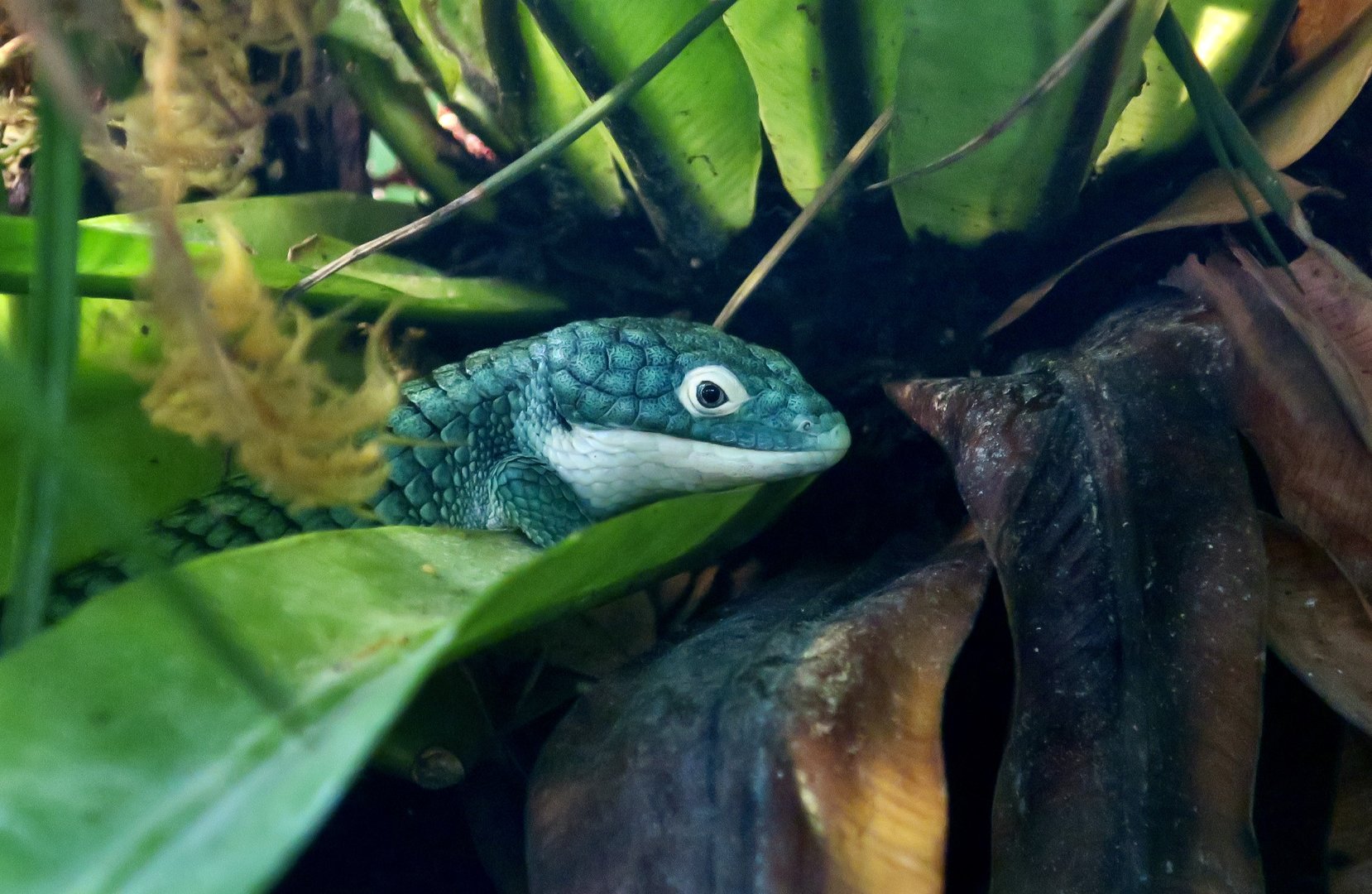 Mexican Alligator Lizard (Abronia graminea)