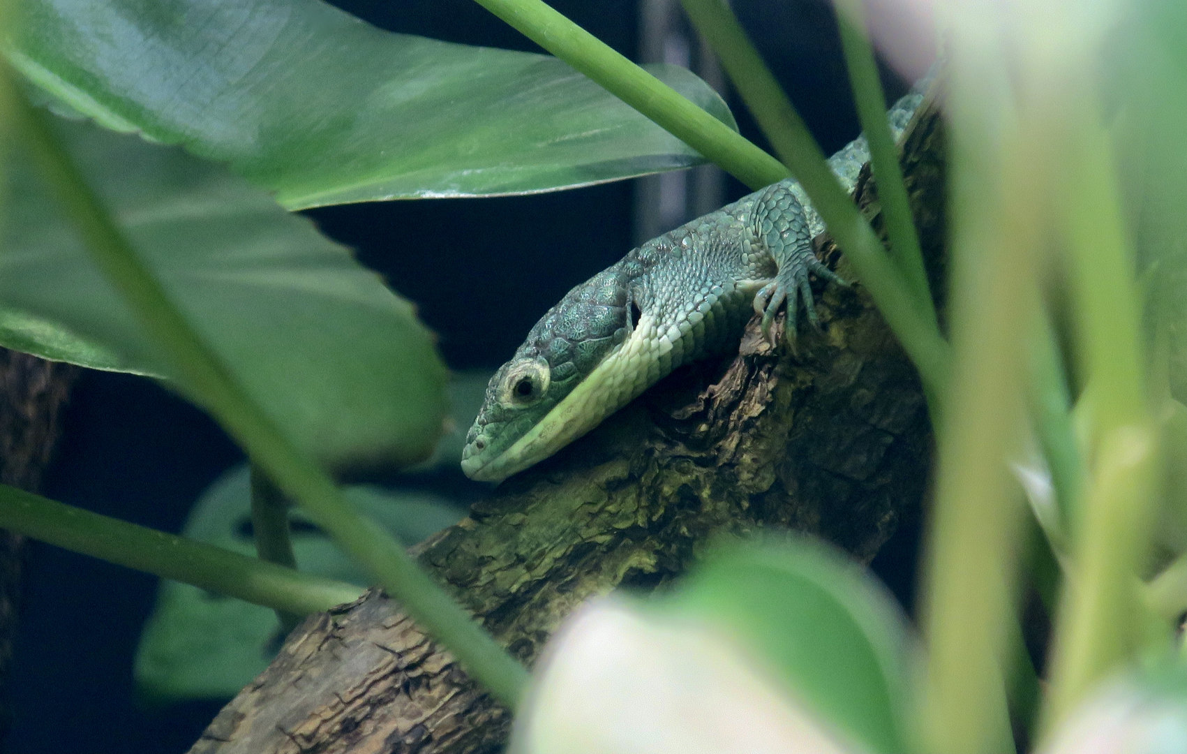 Mexican Alligator Lizard (Abronia graminea)