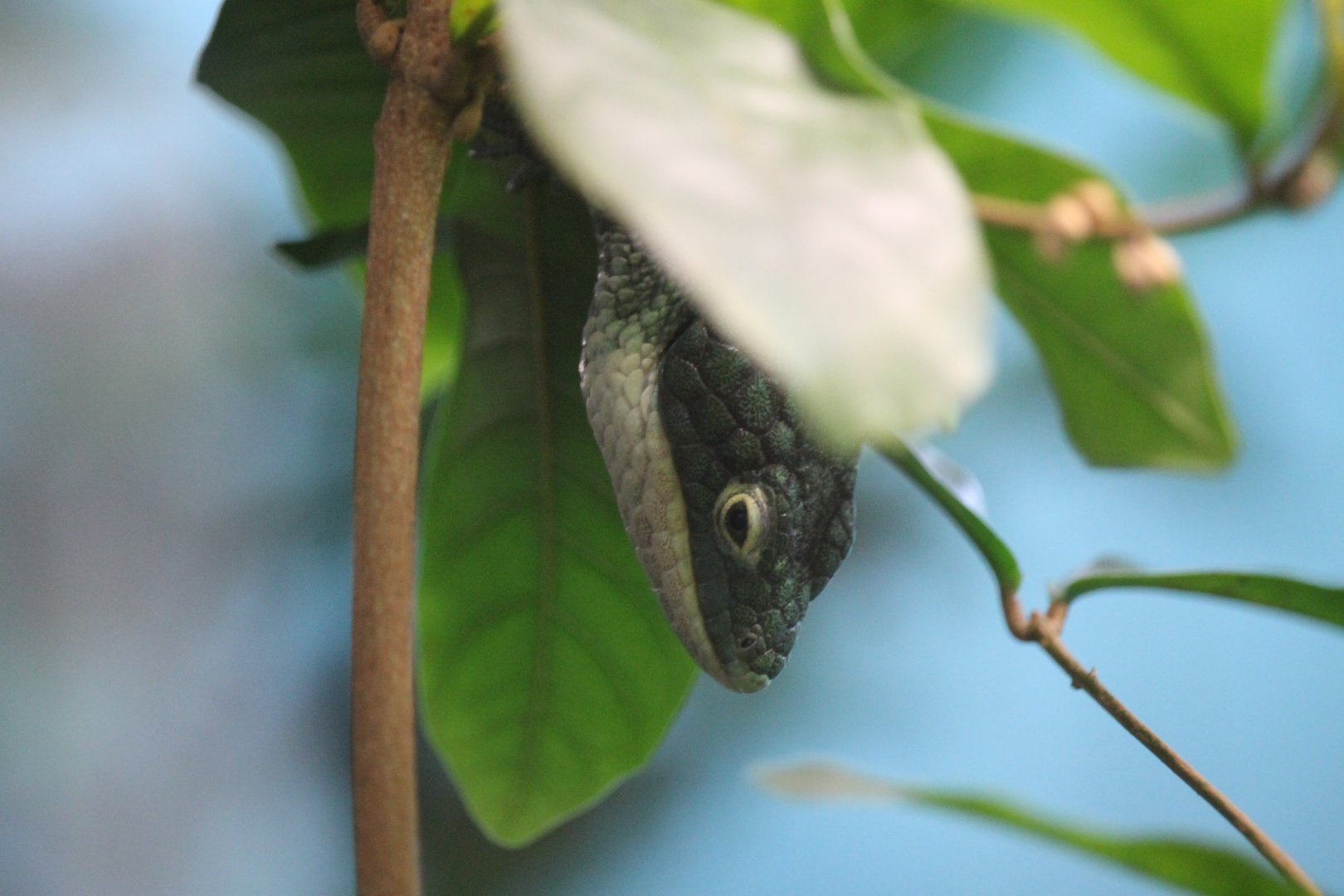 Mexican Alligator Lizard (Abronia graminea)