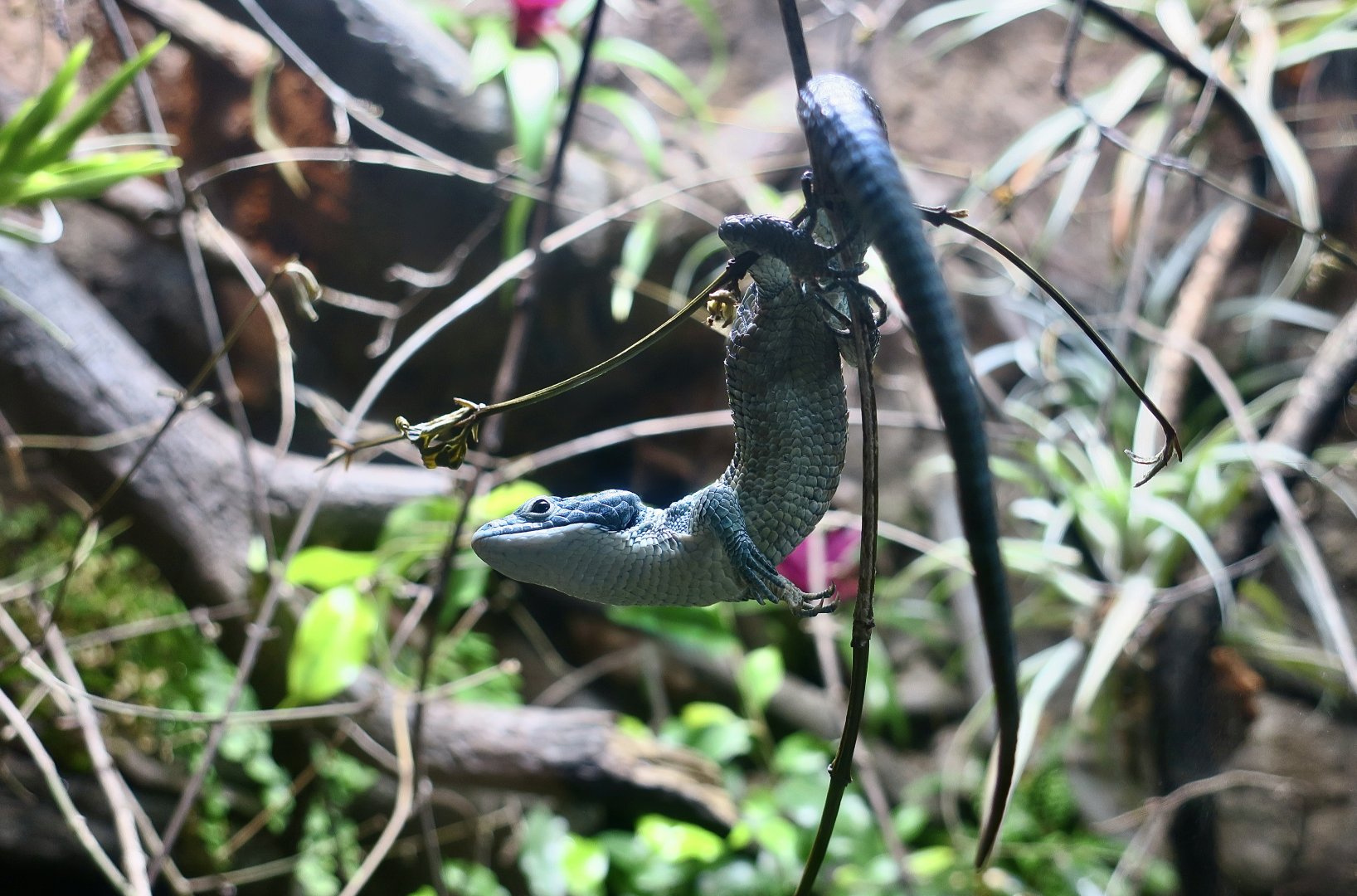 Mexican Alligator Lizard (Abronia graminea)