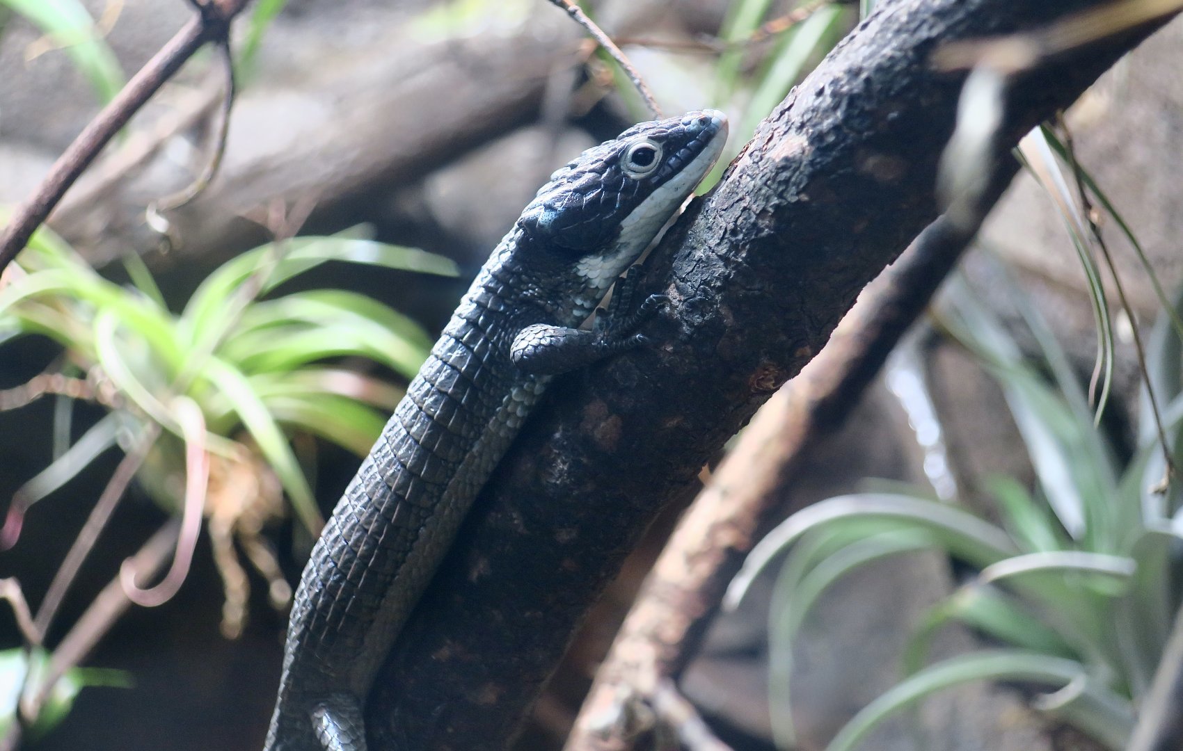 Mexican Alligator Lizard (Abronia graminea)