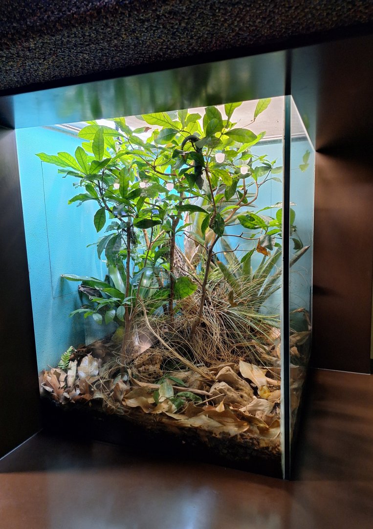 Mexican Alligator Lizard terrarium