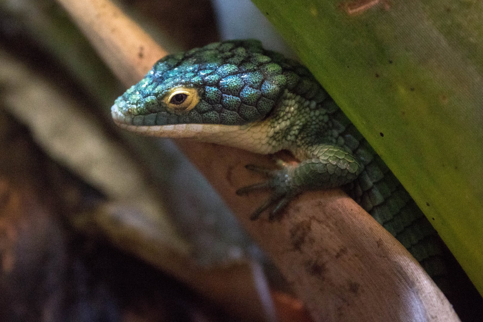 Mexican alligator lizard