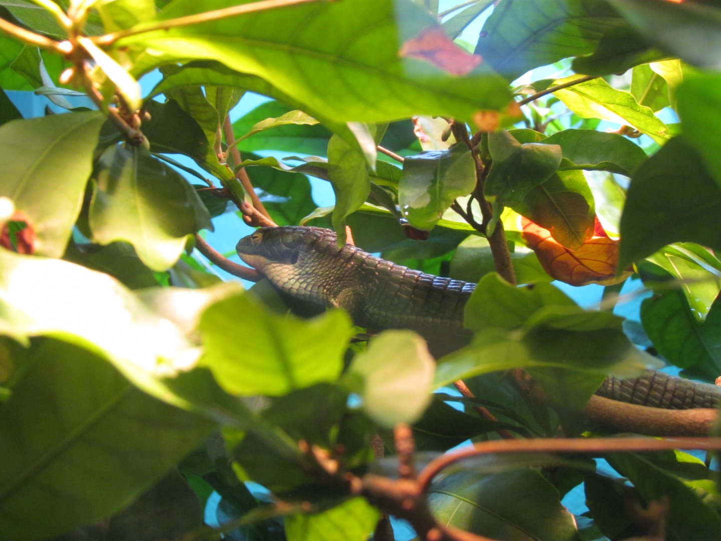 Mexican Alligator Lizard