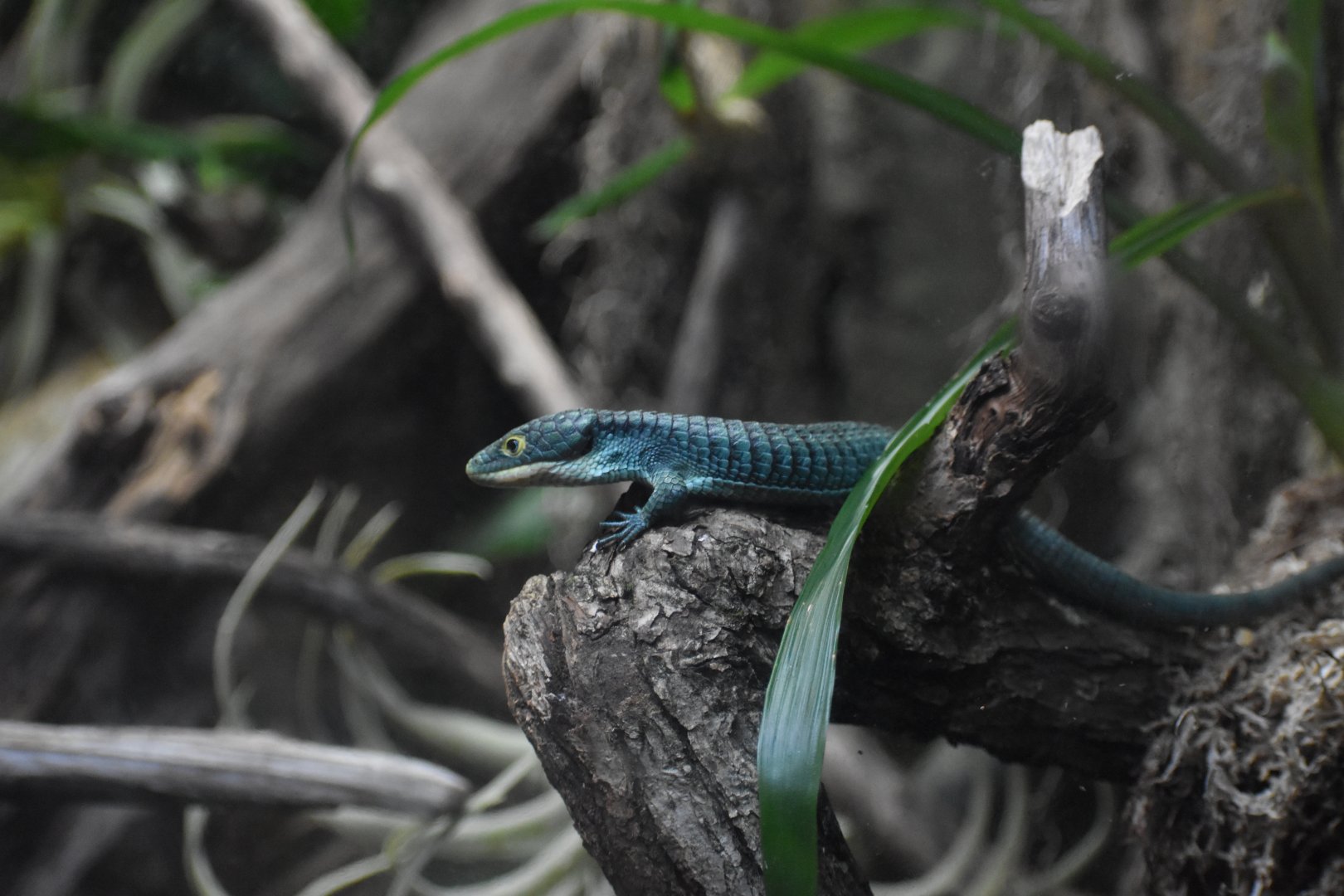 Mexican Alligator Lizard