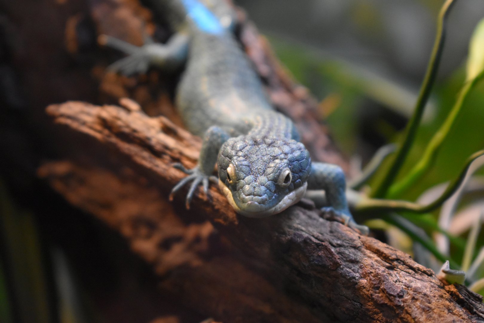Mexican Alligator Lizard