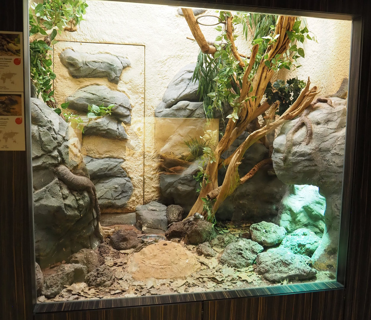 Mexican and Central American dry forests terrarium, 2022-08-16