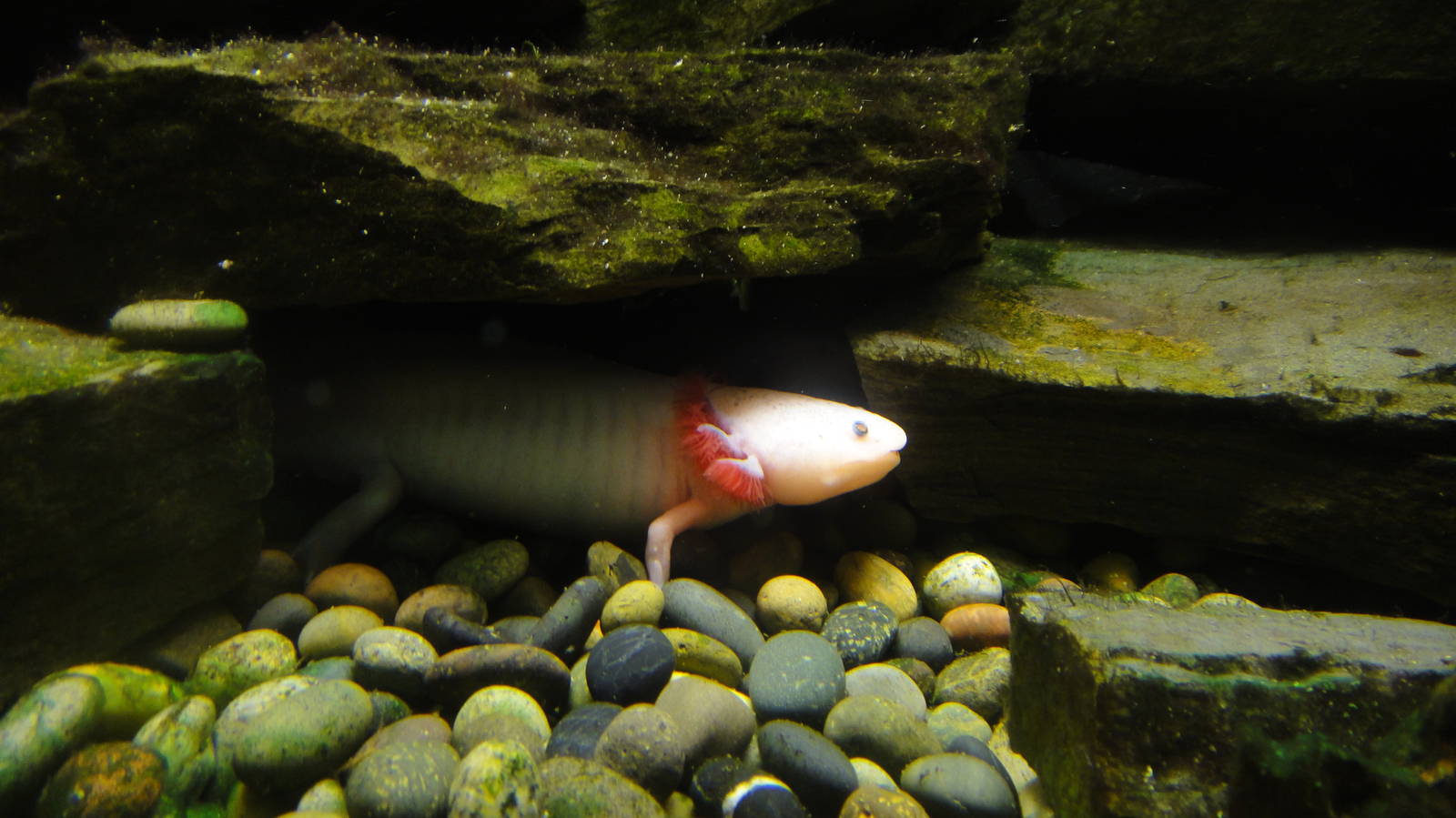 Mexican Axolotl at Dallas zoo 2015-03-12
