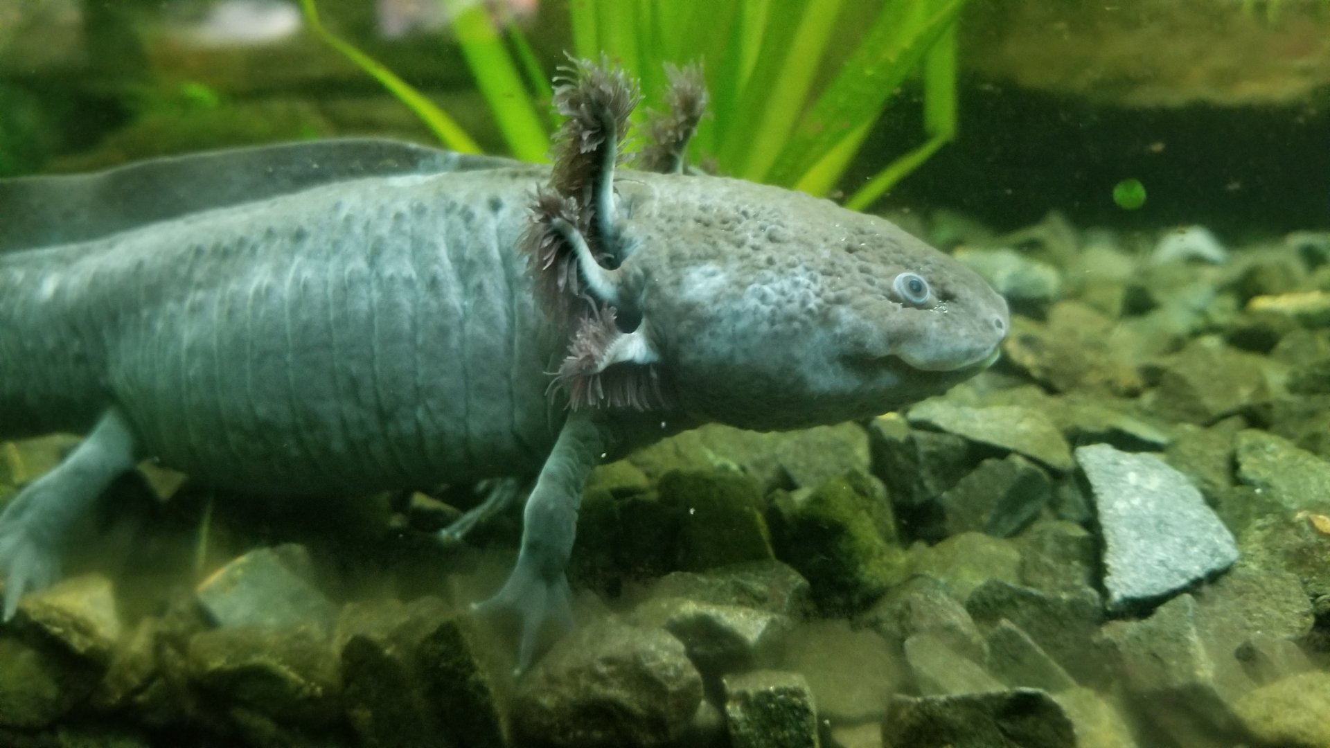 Mexican axolotl