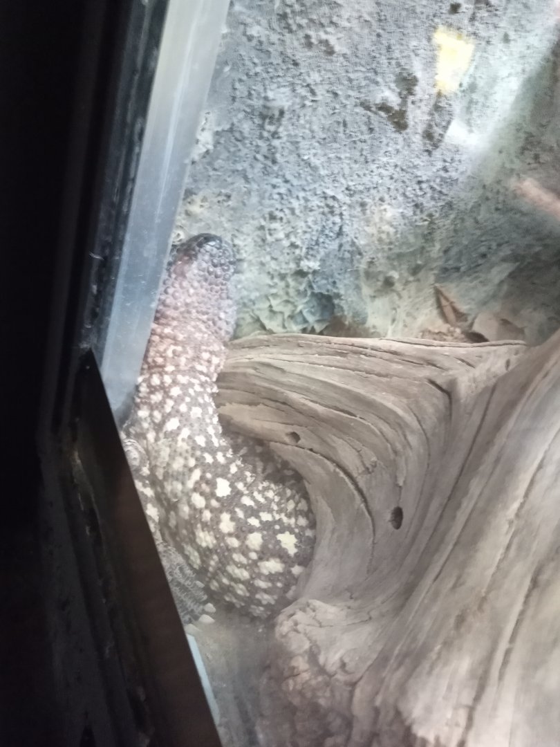 Mexican beaded lizard (24-8-21)