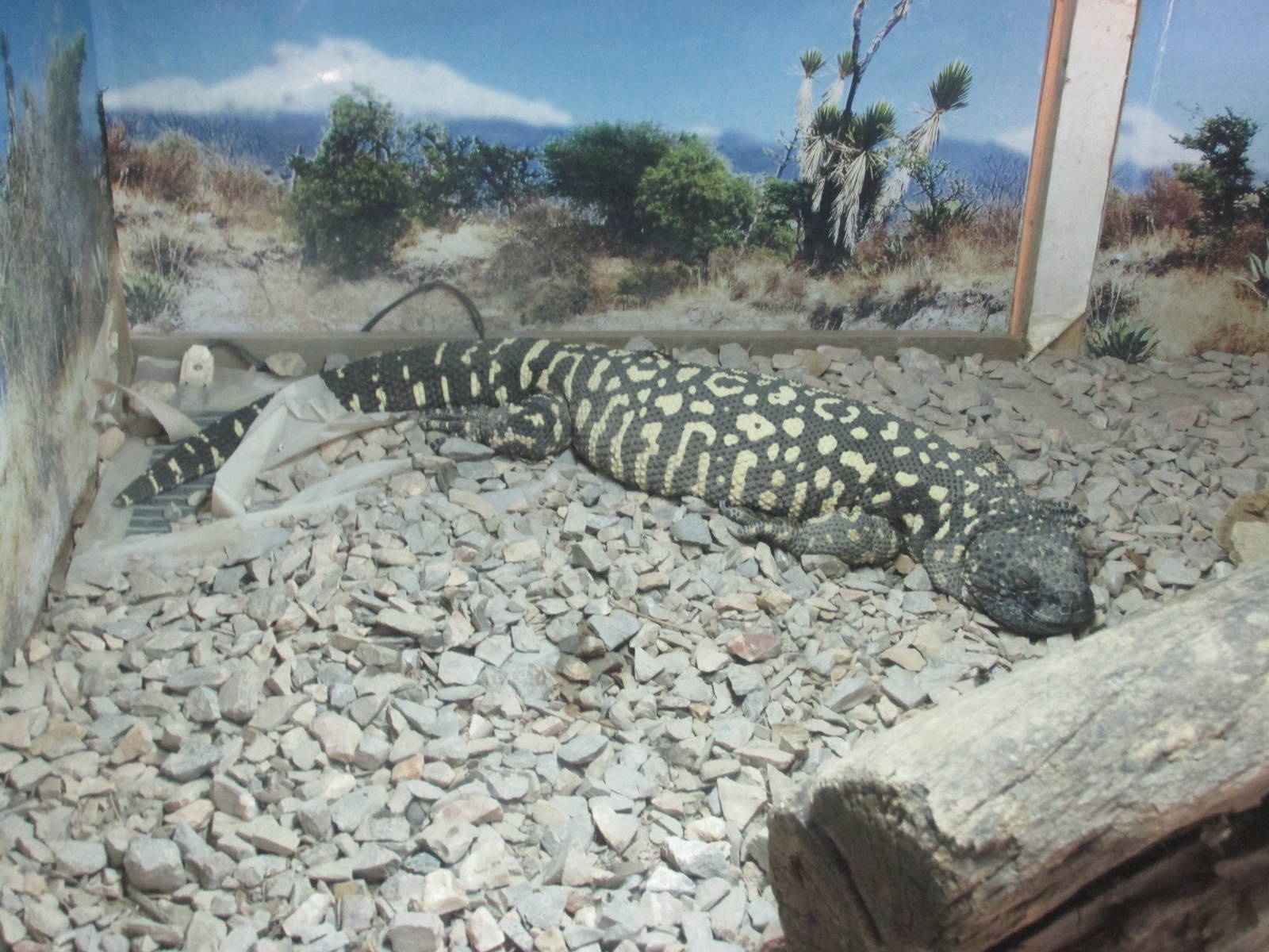 mexican beaded lizard africam safari