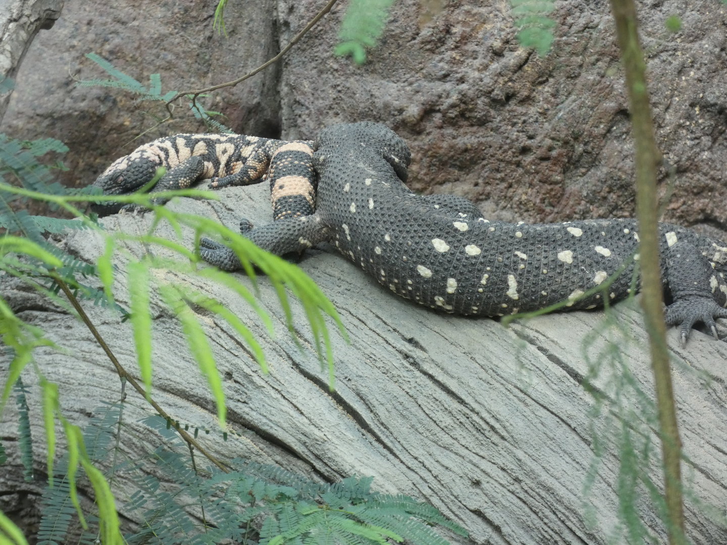Mexican Beaded Lizard and Gila Monster