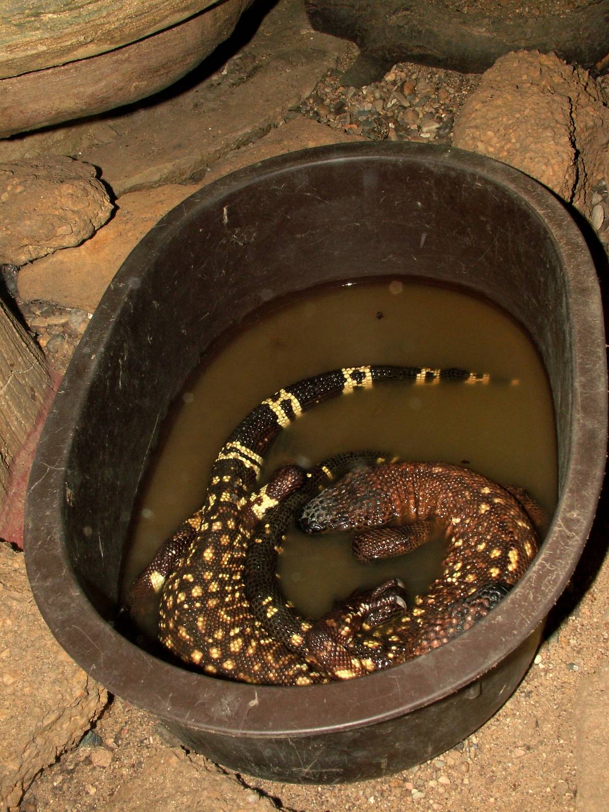 Mexican Beaded Lizard at Prague Terrarium, 26/08/12