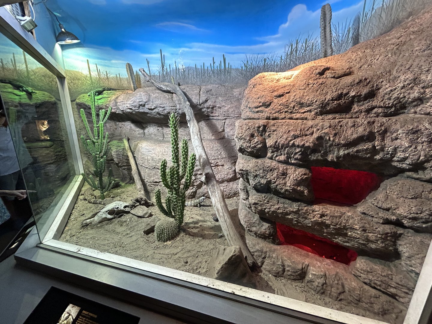 Mexican Beaded Lizard, Baja California Spiny-tailed Iguana & Desert Tortoise Exhibit - Unseen New World