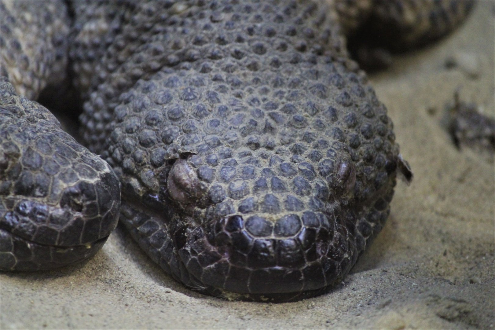 Mexican Beaded Lizard, Detroit Zoo