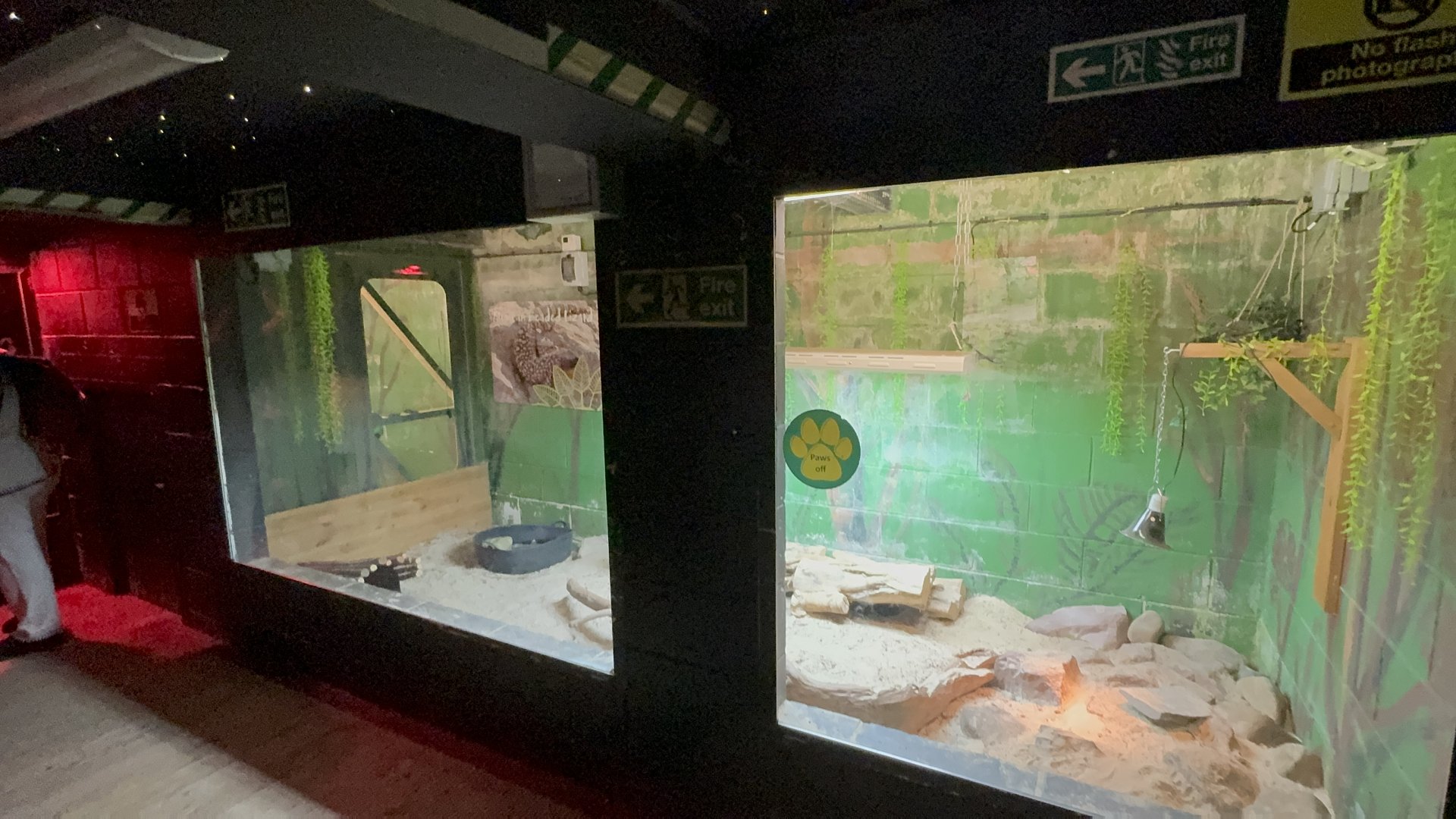 Mexican Beaded Lizard Enclosure at Tropical World (October 2024)