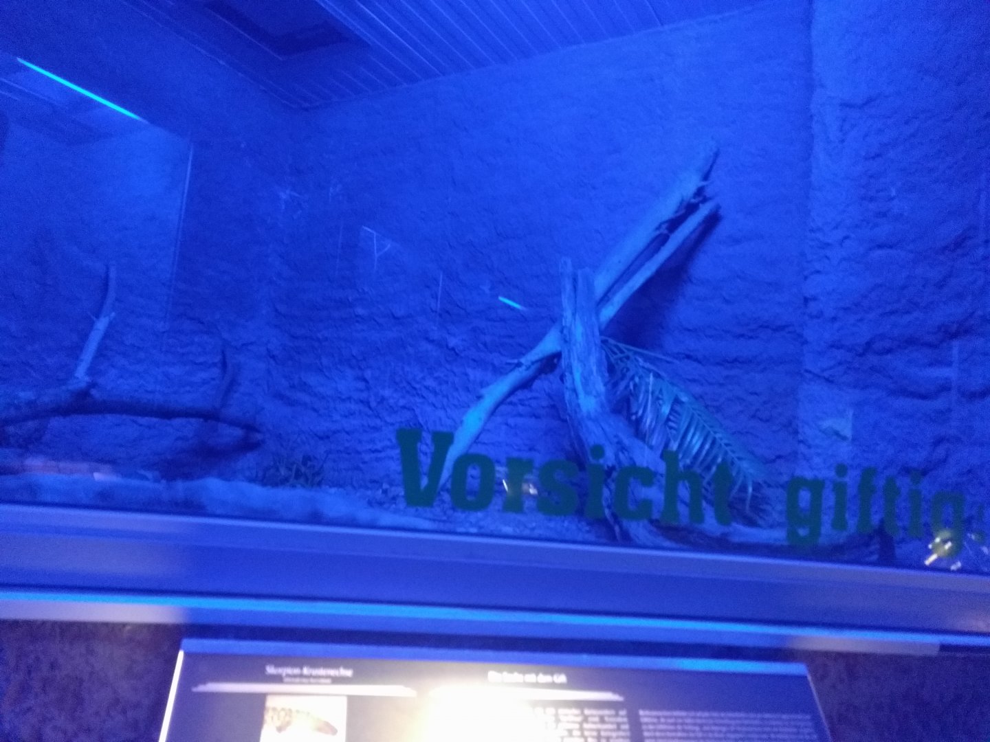 Mexican Beaded Lizard Enclosure