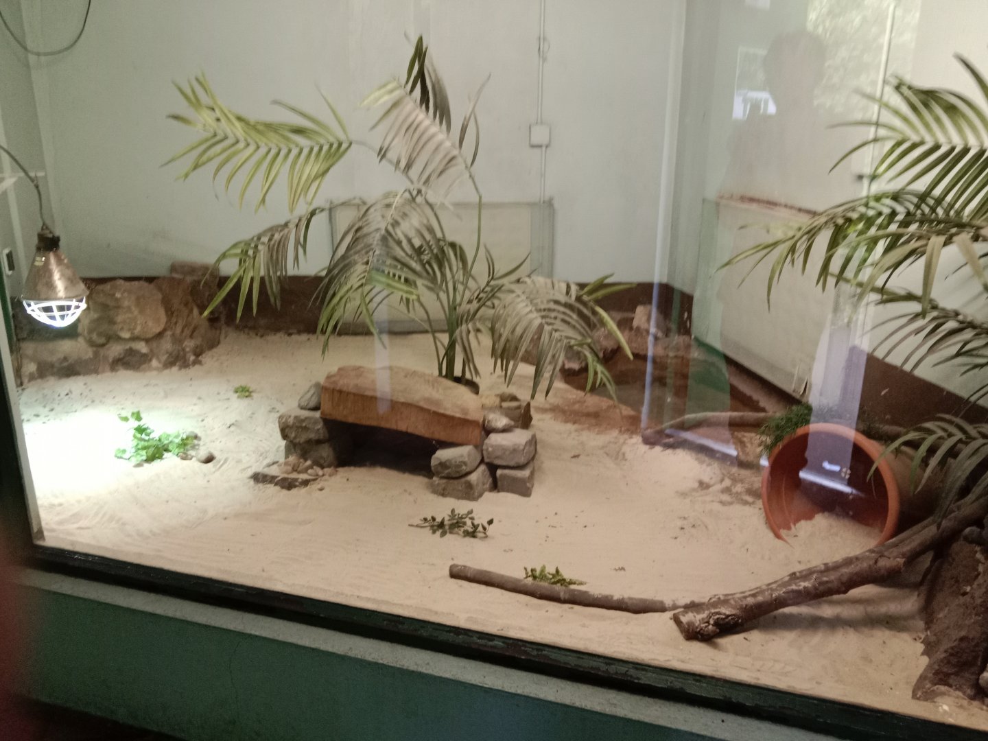 Mexican beaded lizard enclosure