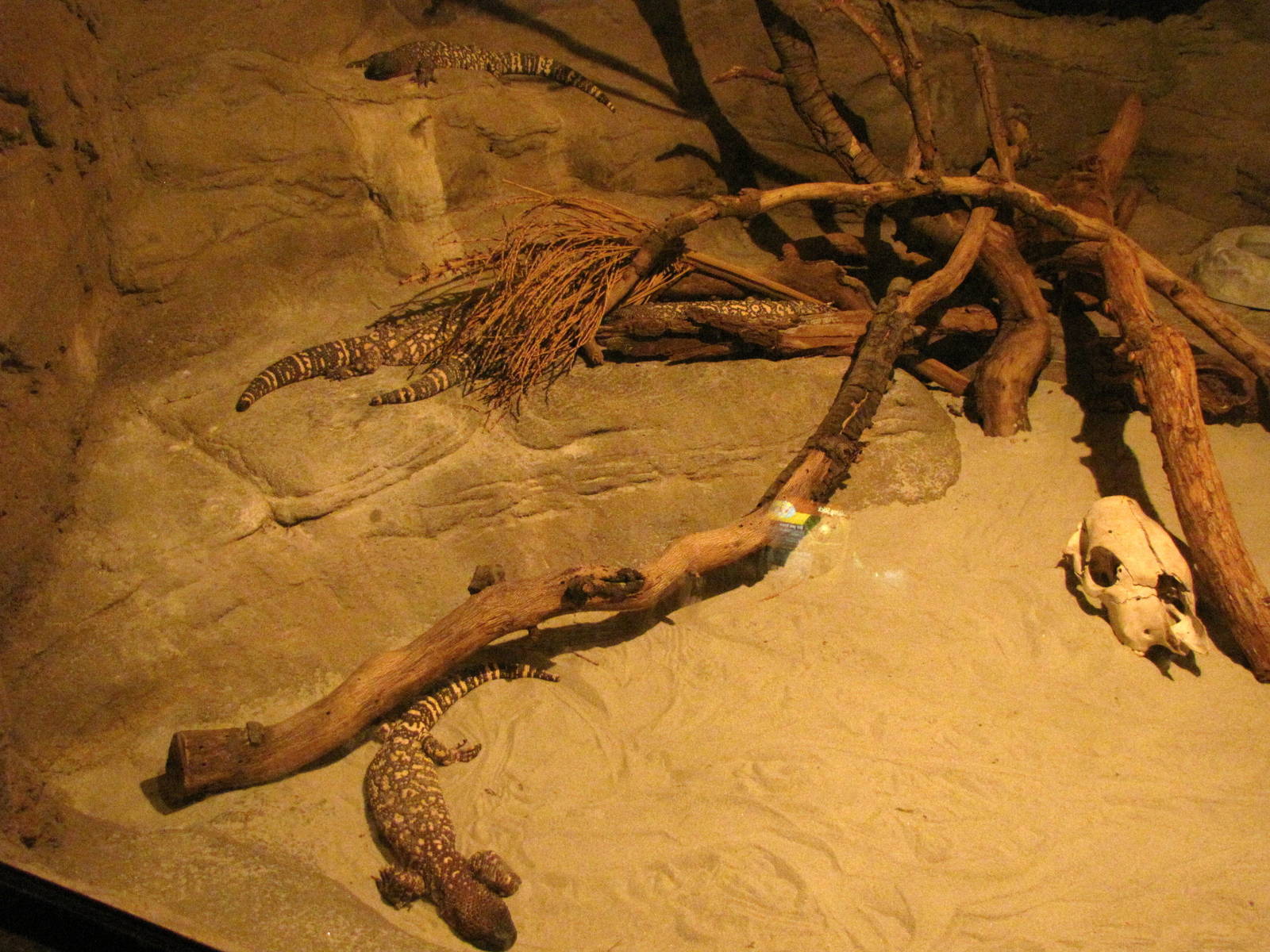 Mexican Beaded Lizard Exhibit: Desert Trail