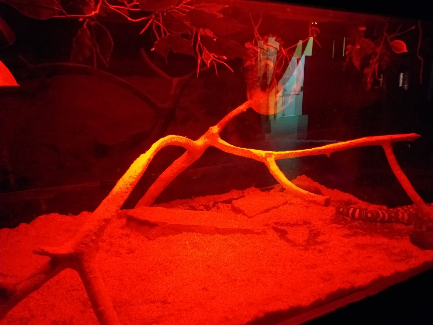 Mexican beaded lizard exhibit -TerraNatura Benidorm (2021)